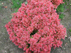 Picture of Berberis